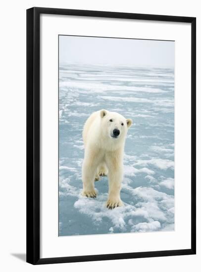 Polar Bear in Search of Seals, Spitsbergen, Svalbard, Norway-Steve Kazlowski-Framed Photographic Print