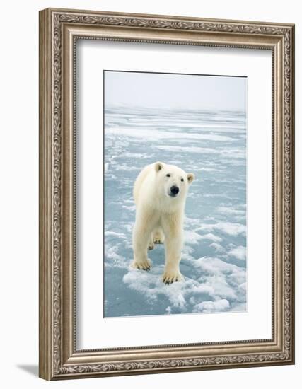 Polar Bear in Search of Seals, Spitsbergen, Svalbard, Norway-Steve Kazlowski-Framed Photographic Print