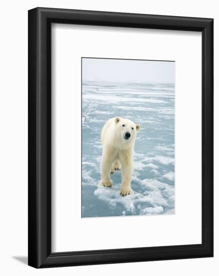 Polar Bear in Search of Seals, Spitsbergen, Svalbard, Norway-Steve Kazlowski-Framed Photographic Print