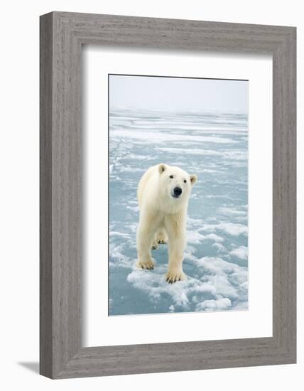 Polar Bear in Search of Seals, Spitsbergen, Svalbard, Norway-Steve Kazlowski-Framed Photographic Print