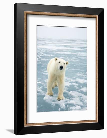 Polar Bear in Search of Seals, Spitsbergen, Svalbard, Norway-Steve Kazlowski-Framed Photographic Print