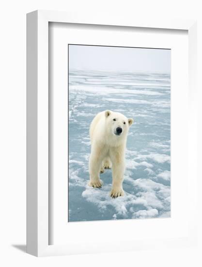 Polar Bear in Search of Seals, Spitsbergen, Svalbard, Norway-Steve Kazlowski-Framed Photographic Print