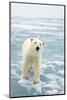Polar Bear in Search of Seals, Spitsbergen, Svalbard, Norway-Steve Kazlowski-Mounted Photographic Print