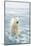 Polar Bear in Search of Seals, Spitsbergen, Svalbard, Norway-Steve Kazlowski-Mounted Photographic Print