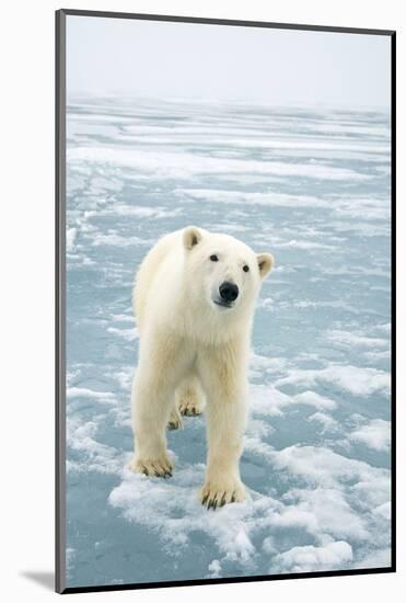 Polar Bear in Search of Seals, Spitsbergen, Svalbard, Norway-Steve Kazlowski-Mounted Photographic Print