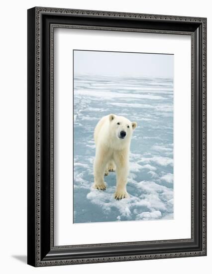 Polar Bear in Search of Seals, Spitsbergen, Svalbard, Norway-Steve Kazlowski-Framed Photographic Print
