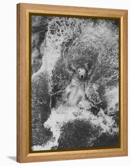 Polar Bear in Splash of Water-null-Framed Premier Image Canvas