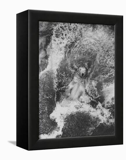 Polar Bear in Splash of Water-null-Framed Premier Image Canvas