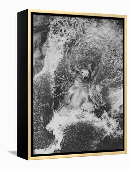 Polar Bear in Splash of Water-null-Framed Premier Image Canvas