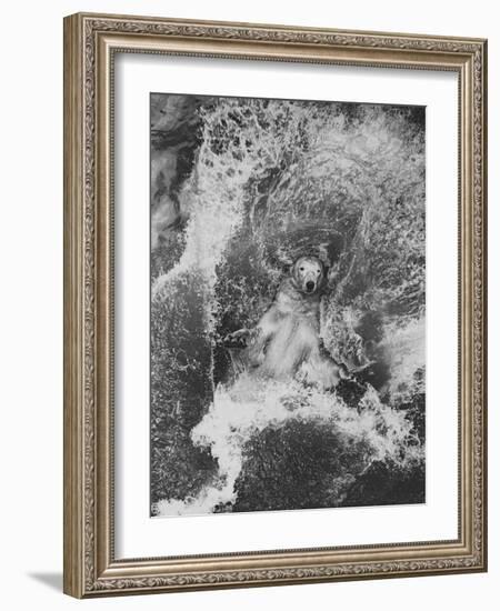 Polar Bear in Splash of Water-null-Framed Photographic Print