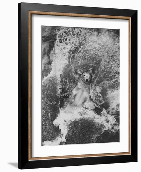 Polar Bear in Splash of Water-null-Framed Photographic Print