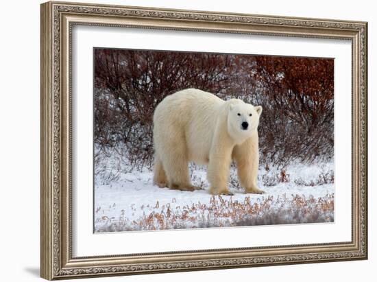 Polar Bear in the Brush-Howard Ruby-Framed Photographic Print