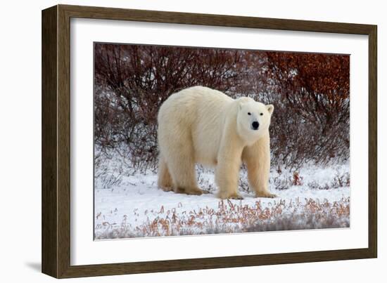 Polar Bear in the Brush-Howard Ruby-Framed Photographic Print