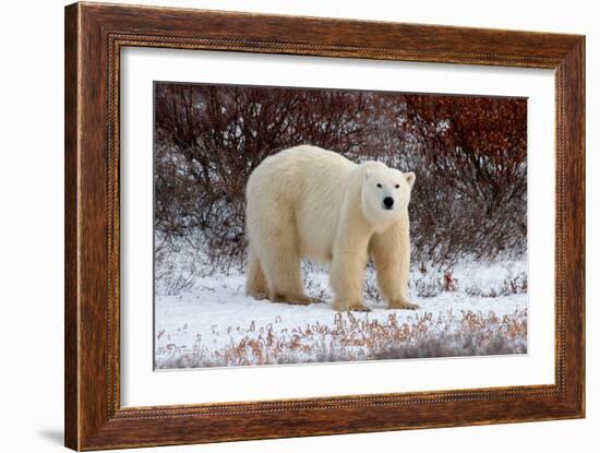 Polar Bear in the Brush-Howard Ruby-Framed Photographic Print