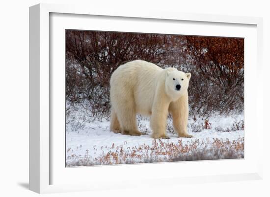 Polar Bear in the Brush-Howard Ruby-Framed Photographic Print