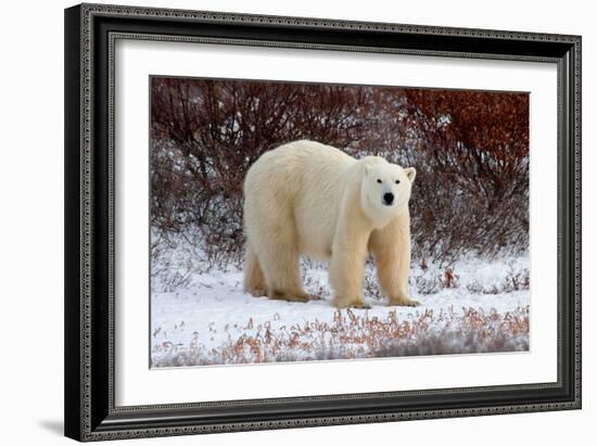 Polar Bear in the Brush-Howard Ruby-Framed Photographic Print