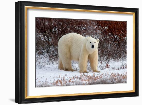 Polar Bear in the Brush-Howard Ruby-Framed Photographic Print