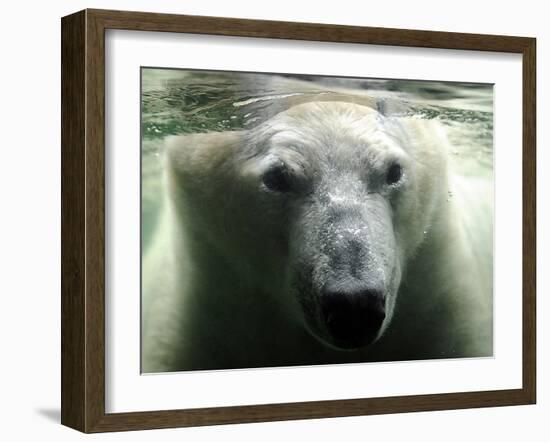 Polar Bear is Pictured under Water at the Zoo in Gelsenkirchen-null-Framed Photographic Print