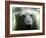 Polar Bear is Pictured under Water at the Zoo in Gelsenkirchen-null-Framed Photographic Print