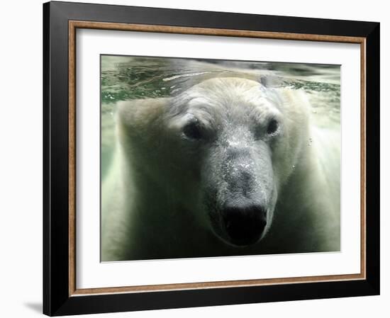 Polar Bear is Pictured under Water at the Zoo in Gelsenkirchen-null-Framed Photographic Print