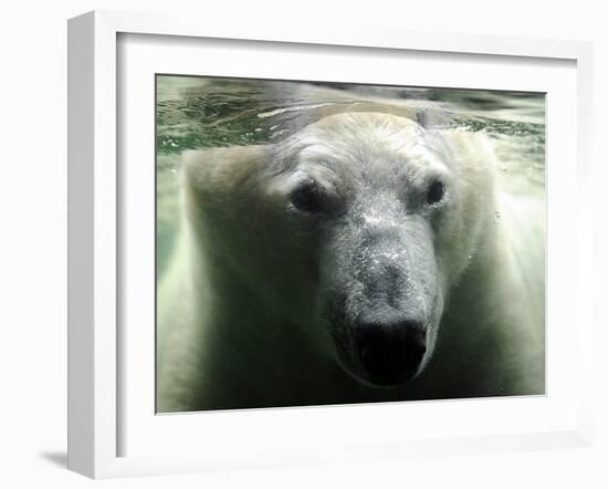 Polar Bear is Pictured under Water at the Zoo in Gelsenkirchen-null-Framed Photographic Print