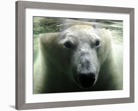 Polar Bear is Pictured under Water at the Zoo in Gelsenkirchen-null-Framed Photographic Print