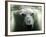 Polar Bear is Pictured under Water at the Zoo in Gelsenkirchen-null-Framed Photographic Print