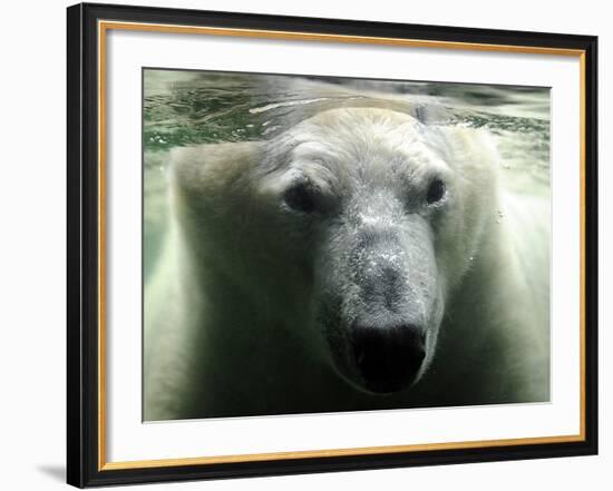 Polar Bear is Pictured under Water at the Zoo in Gelsenkirchen-null-Framed Photographic Print