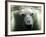 Polar Bear is Pictured under Water at the Zoo in Gelsenkirchen-null-Framed Photographic Print