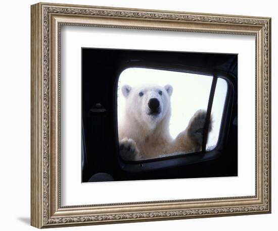 Polar Bear Looking through Truck Window, Arctic National Wildlife Refuge, Alaska, USA-Steve Kazlowski-Framed Photographic Print