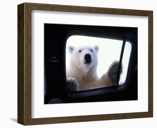 Polar Bear Looking through Truck Window, Arctic National Wildlife Refuge, Alaska, USA-Steve Kazlowski-Framed Photographic Print