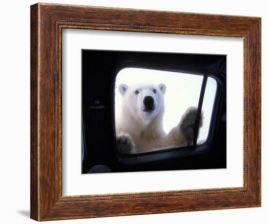 Polar Bear Looking through Truck Window, Arctic National Wildlife Refuge, Alaska, USA-Steve Kazlowski-Framed Photographic Print