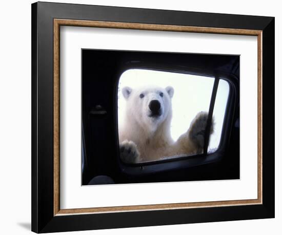 Polar Bear Looking through Truck Window, Arctic National Wildlife Refuge, Alaska, USA-Steve Kazlowski-Framed Photographic Print