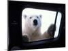 Polar Bear Looking through Truck Window, Arctic National Wildlife Refuge, Alaska, USA-Steve Kazlowski-Mounted Photographic Print