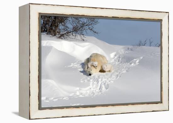 Polar Bear Love-Howard Ruby-Framed Premier Image Canvas