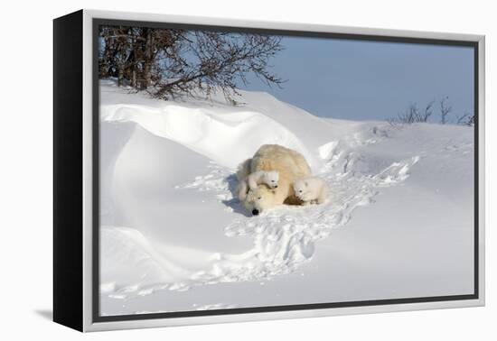 Polar Bear Love-Howard Ruby-Framed Premier Image Canvas