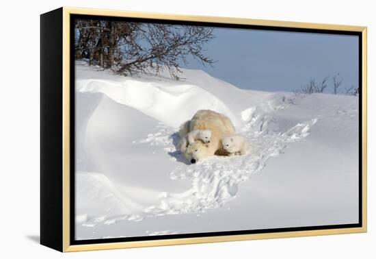 Polar Bear Love-Howard Ruby-Framed Premier Image Canvas