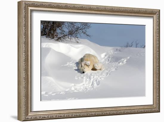 Polar Bear Love-Howard Ruby-Framed Photographic Print