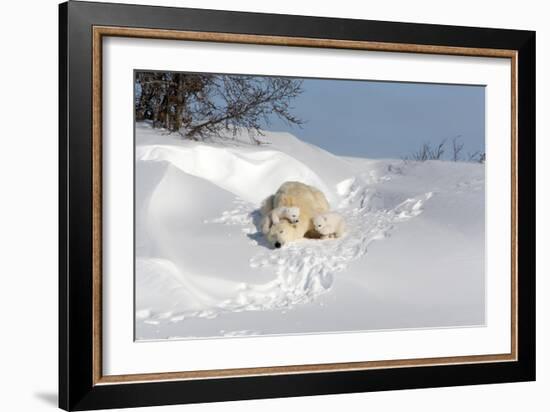 Polar Bear Love-Howard Ruby-Framed Photographic Print