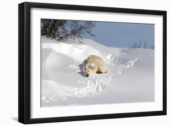 Polar Bear Love-Howard Ruby-Framed Photographic Print