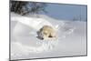 Polar Bear Love-Howard Ruby-Mounted Photographic Print
