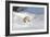 Polar Bear Love-Howard Ruby-Framed Photographic Print