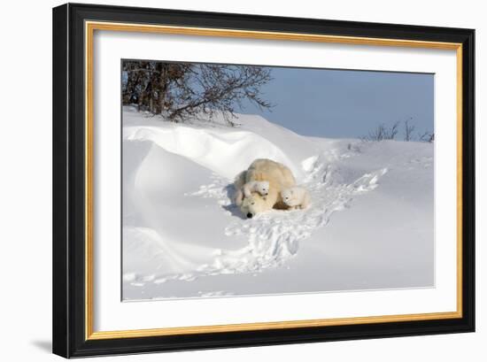 Polar Bear Love-Howard Ruby-Framed Photographic Print