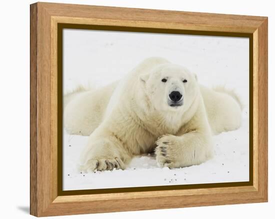 Polar bear lying in snow-John Conrad-Framed Premier Image Canvas