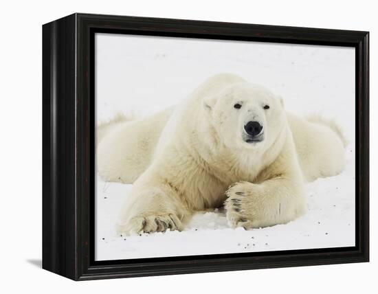Polar bear lying in snow-John Conrad-Framed Premier Image Canvas