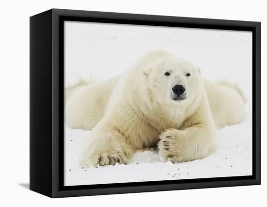 Polar bear lying in snow-John Conrad-Framed Premier Image Canvas