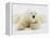 Polar bear lying in snow-John Conrad-Framed Premier Image Canvas