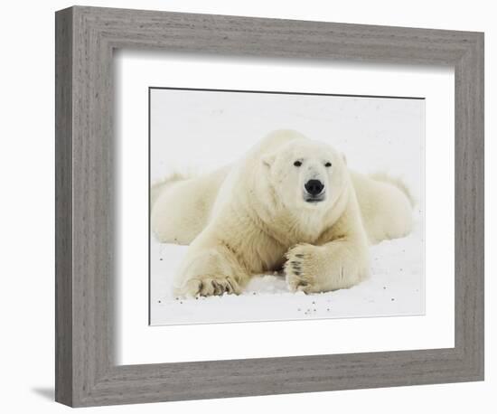 Polar bear lying in snow-John Conrad-Framed Photographic Print