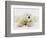 Polar bear lying in snow-John Conrad-Framed Photographic Print