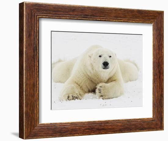 Polar bear lying in snow-John Conrad-Framed Photographic Print